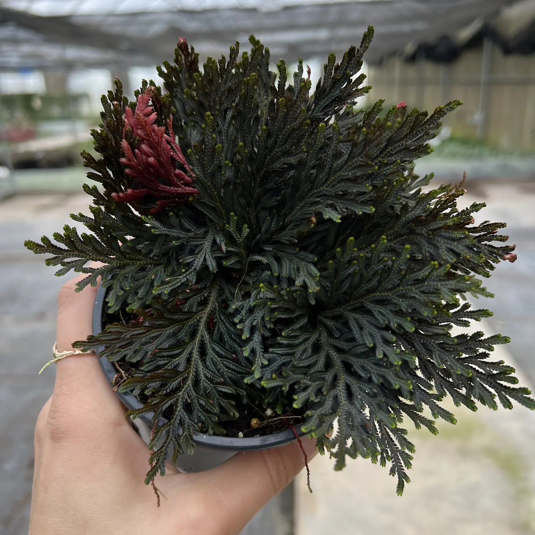 Selaginella erythropus Sanguinea
