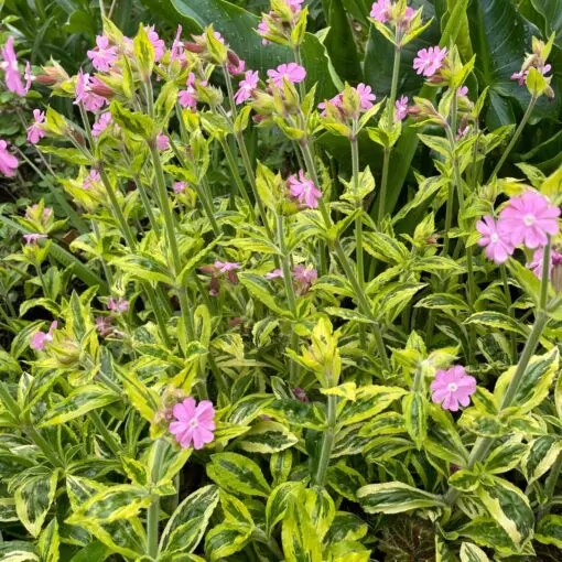 Silene dioica Clifford Moor
