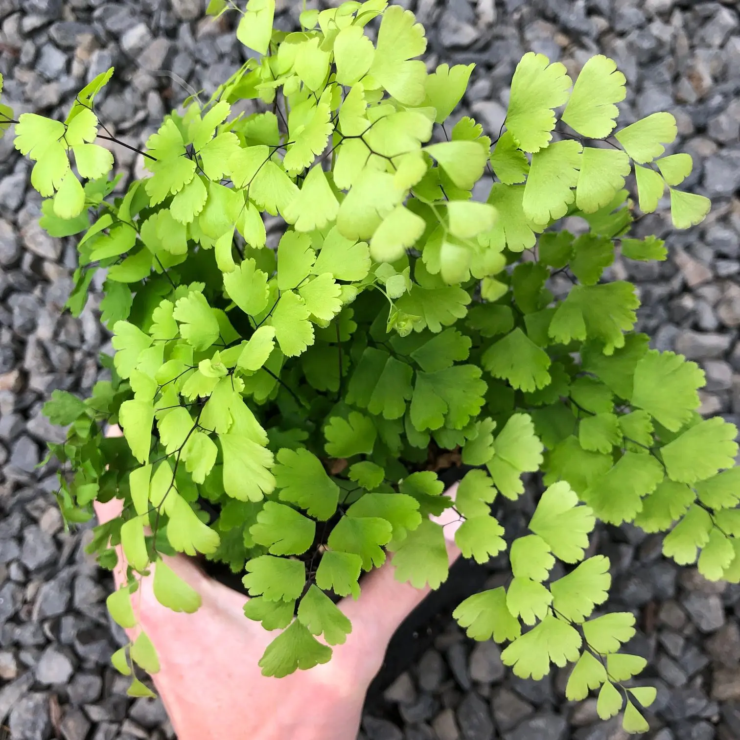 Adiantum x mairisii 