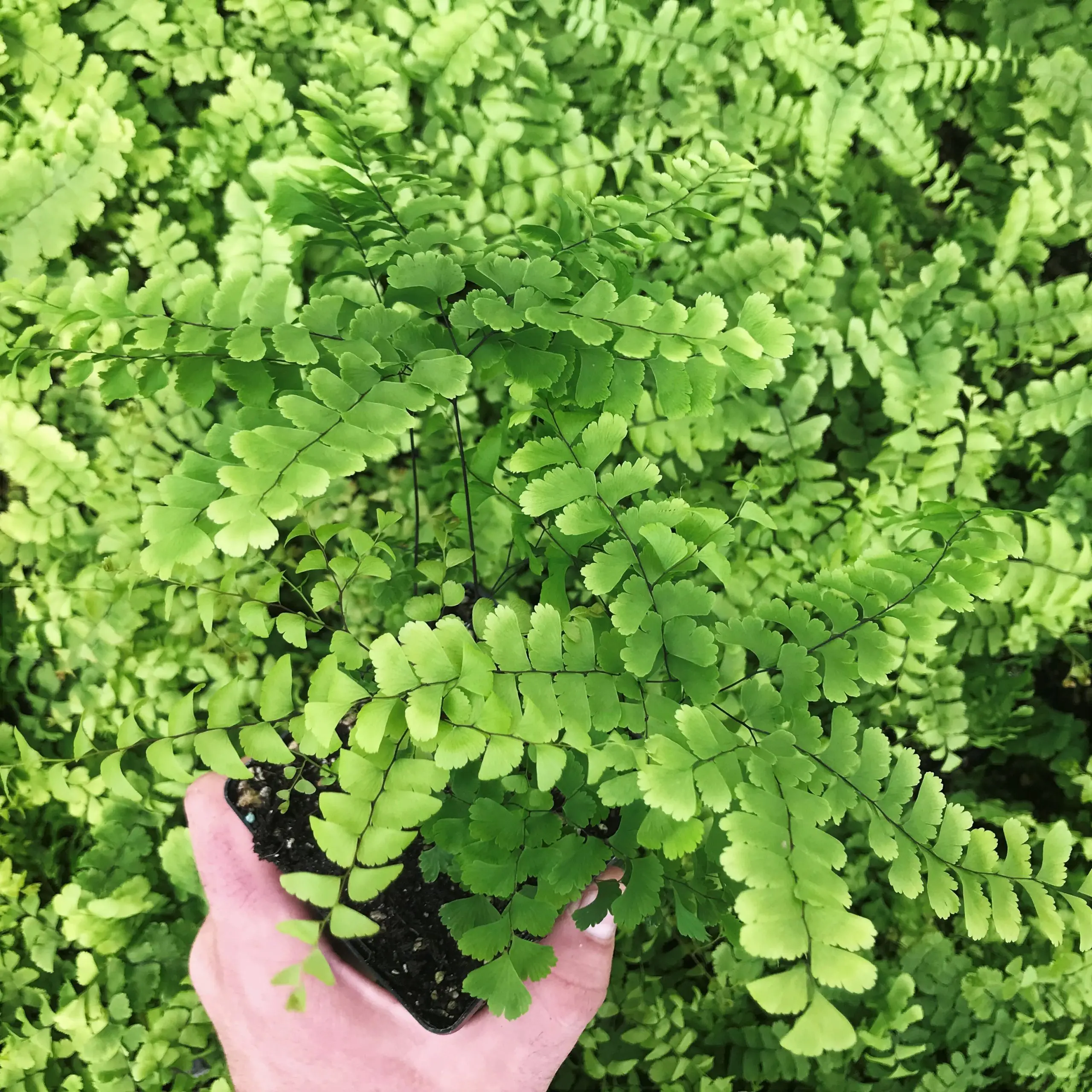 Adiantum pedatum 