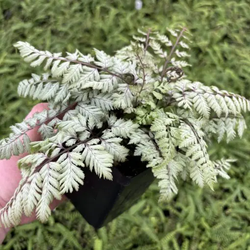 Athyrium niponicum pictum Pearly White