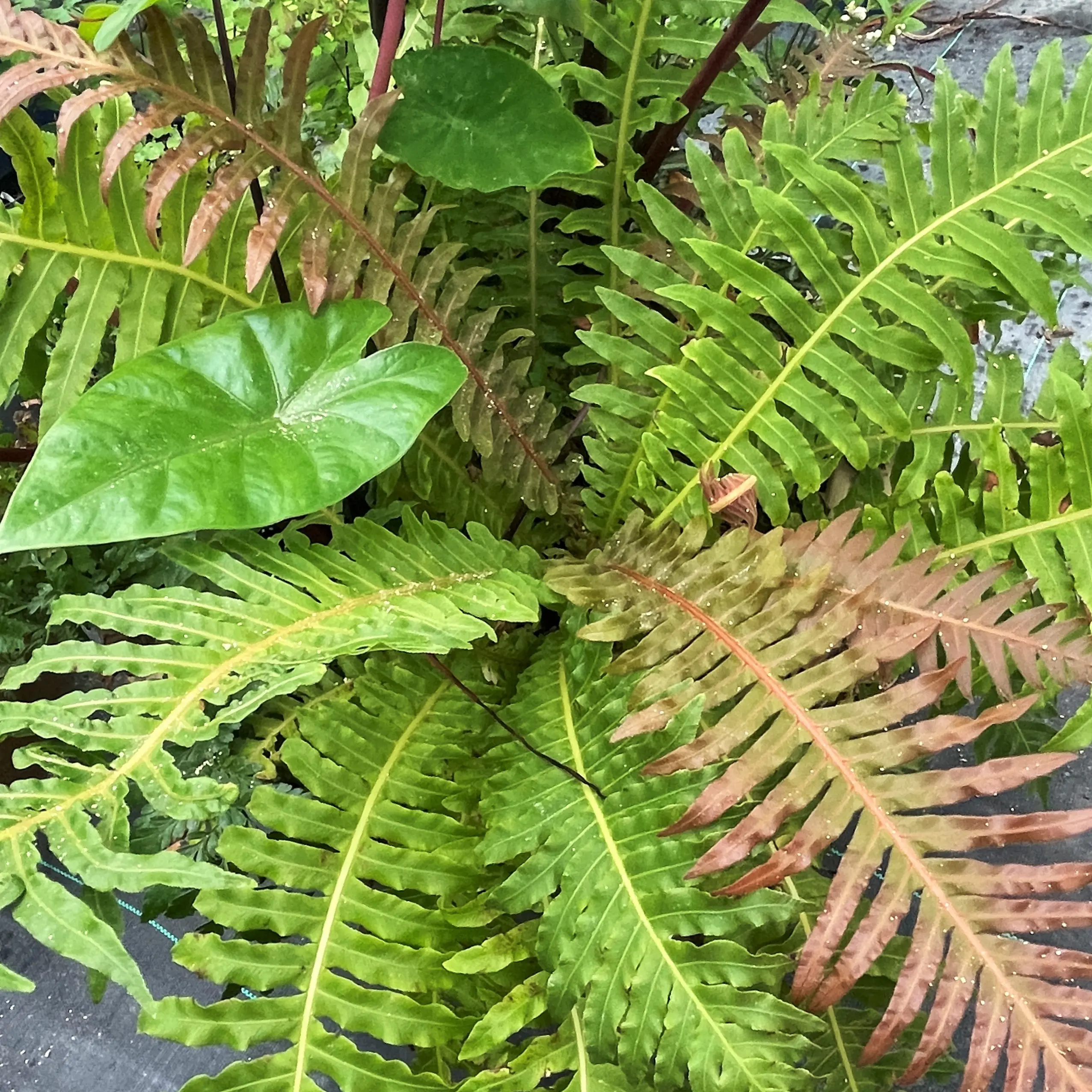 Blechnum brasiliense 