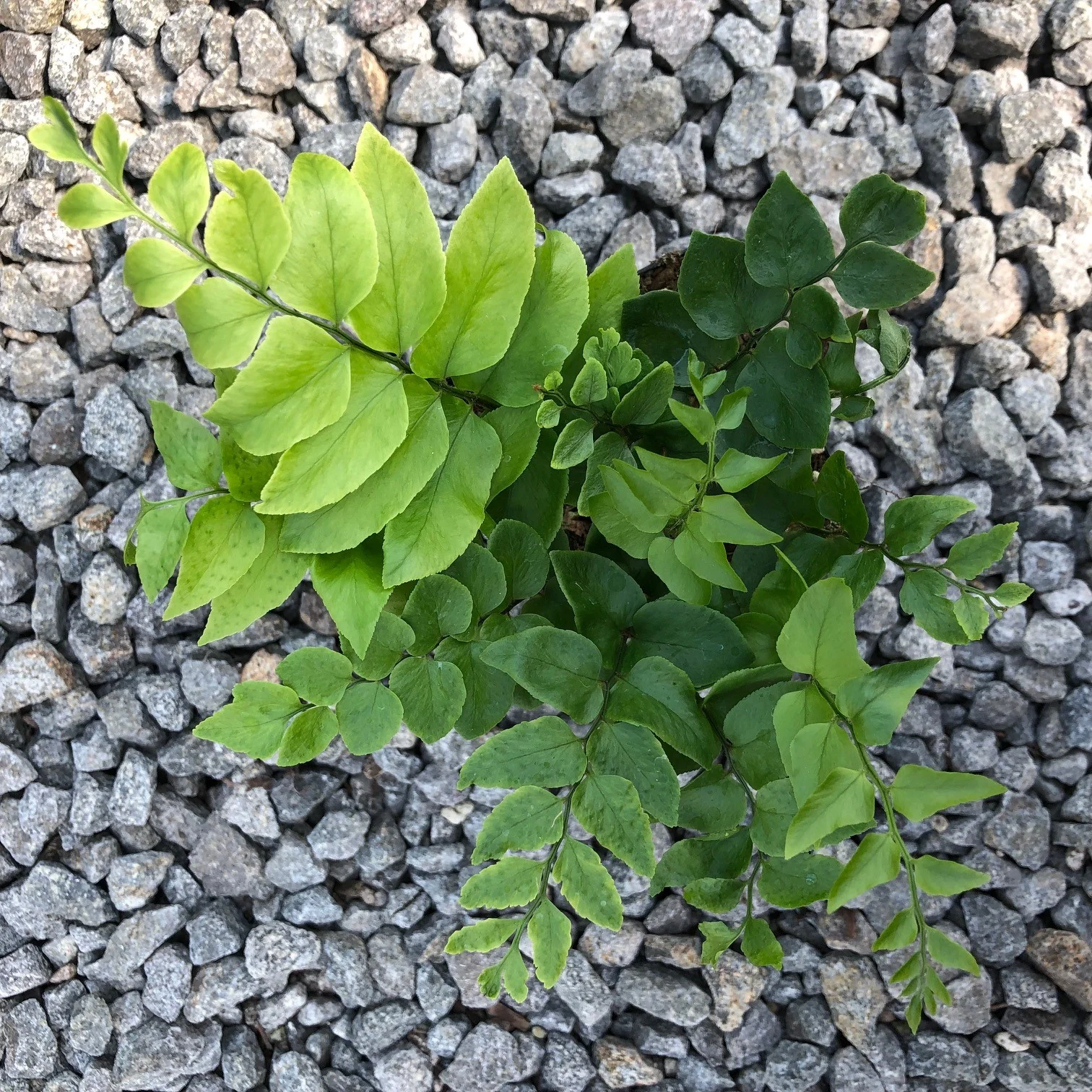 Cyrtomium fortunei 