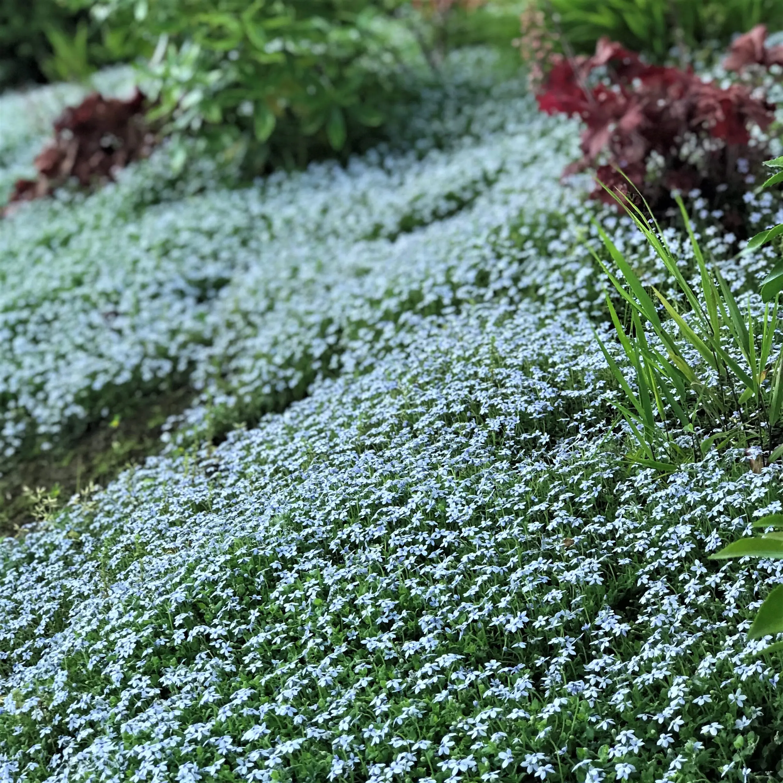 Isotoma fluviatilis 