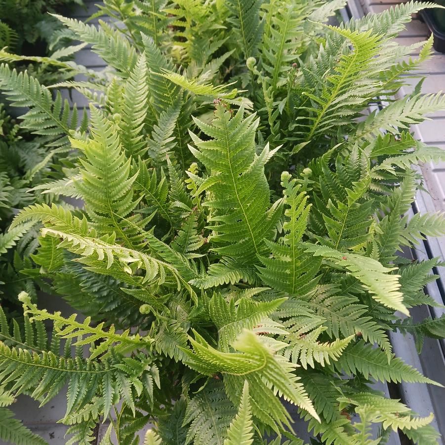 Thelypteris decursive-pinnata 