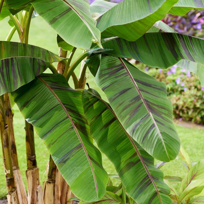 Musa sikkimensis Ever Red
