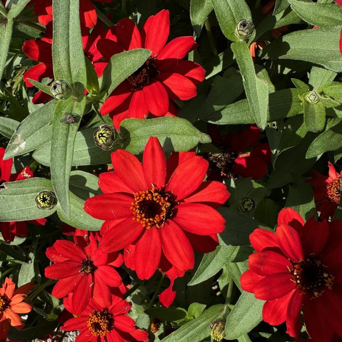 Zinnia Profusion Red