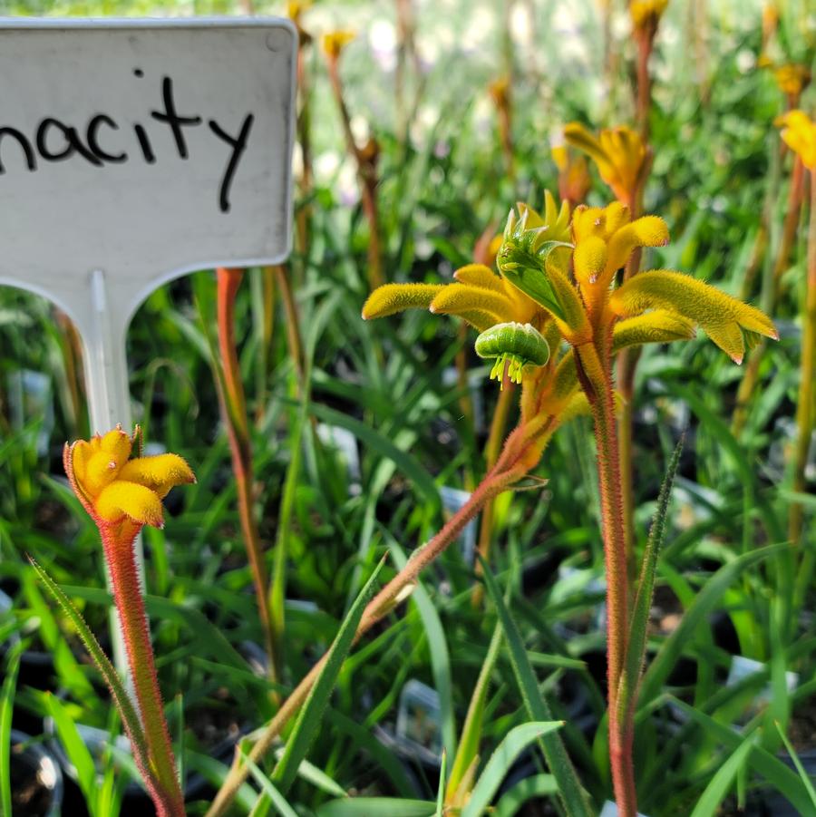 Anigozanthos Bush Gems&reg; Bush Tenacity