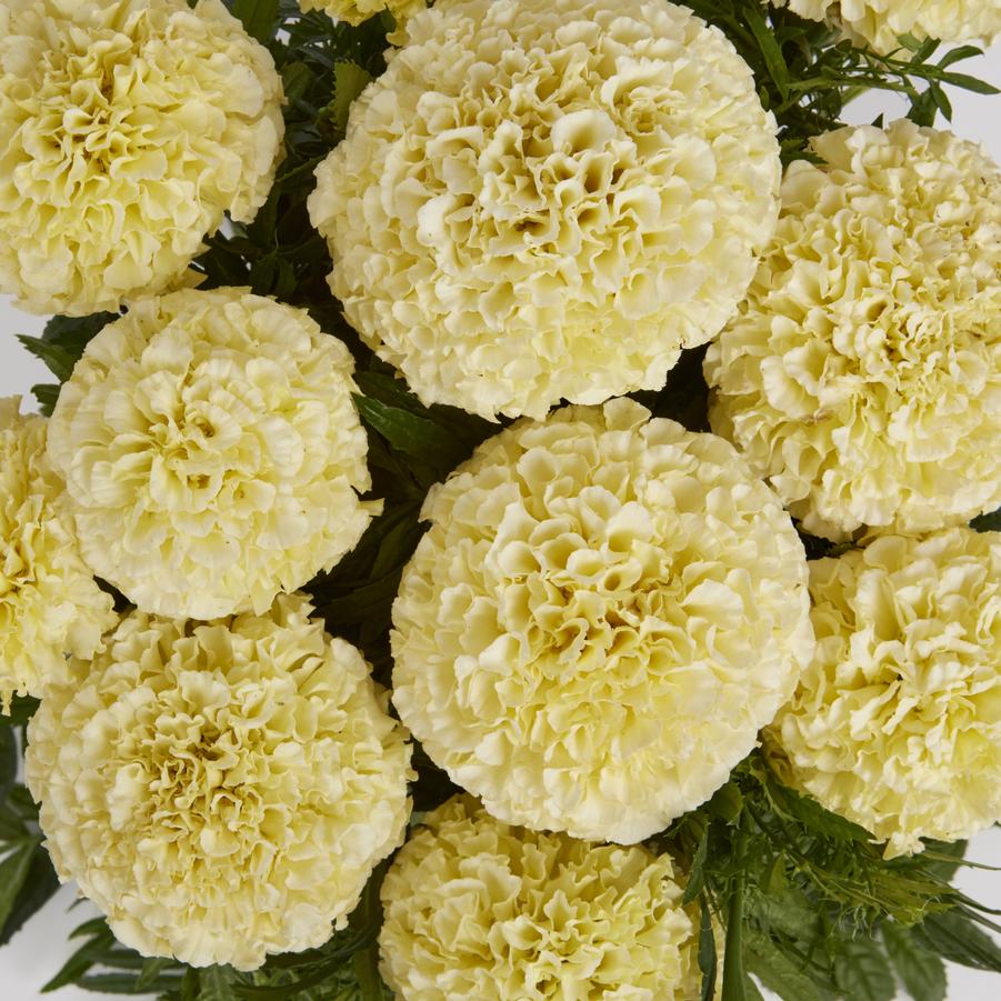 Tagetes erecta Lanna Lace