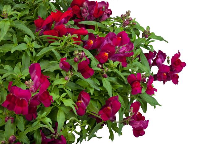Antirrhinum majus nanum pendula Candy Showers Deep Purple