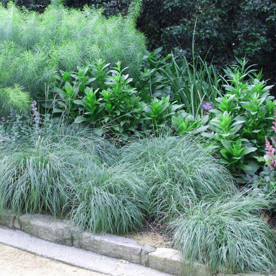 Carex flacca 