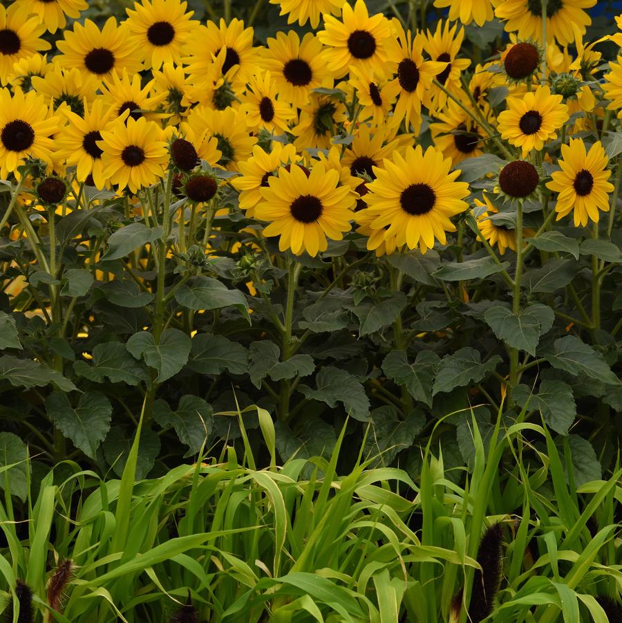 Helianthus Always Sunny Gold