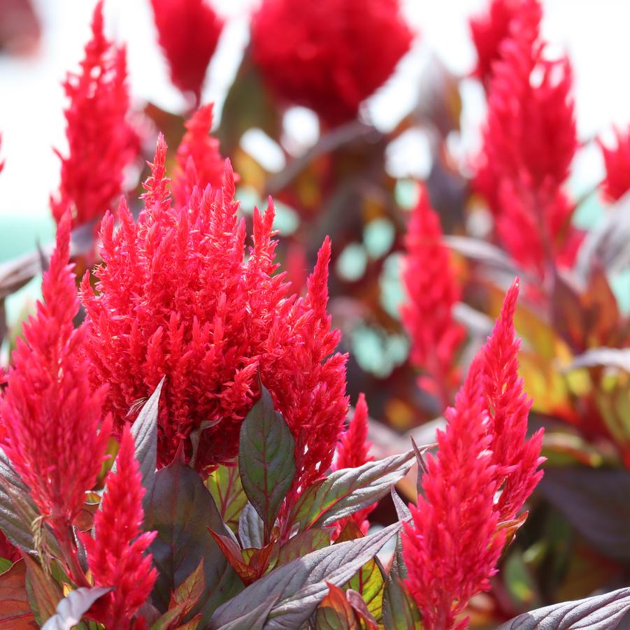 Celosia Burning Embers 