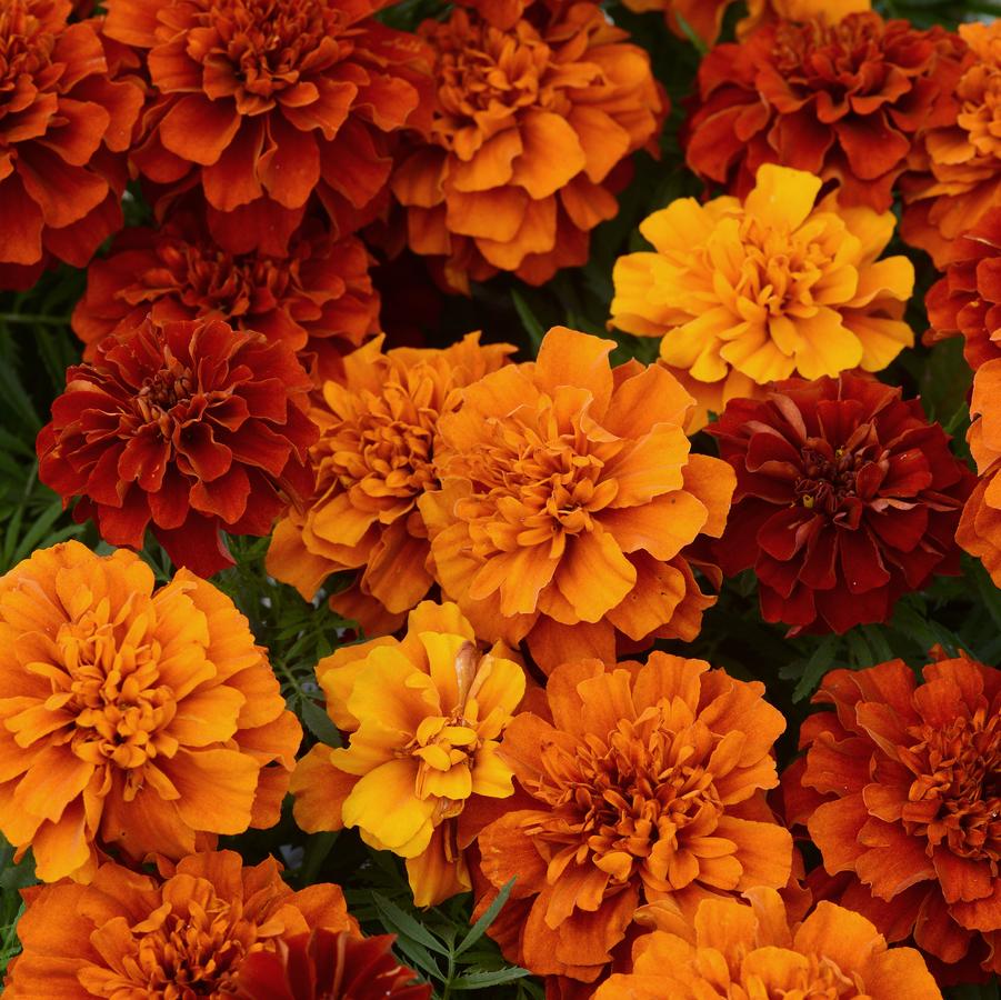 Marigold Fireball 