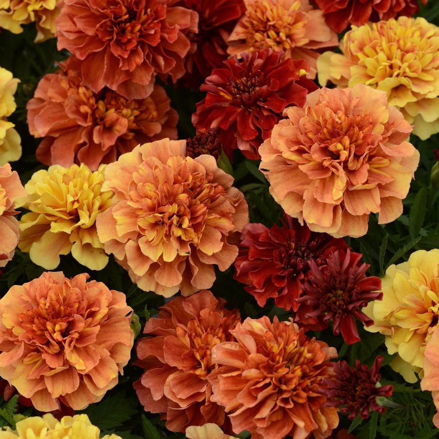 Marigold Strawberry Blonde