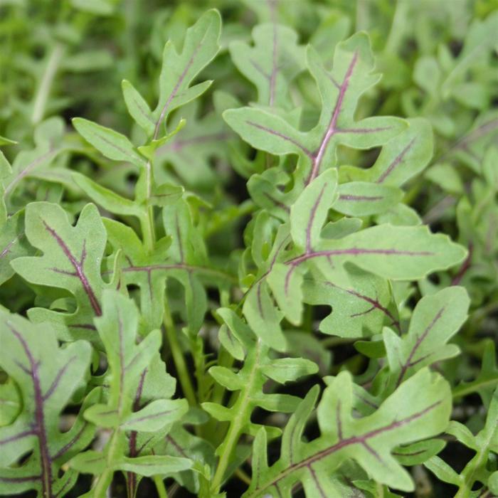 Arugula Dragon's Fire