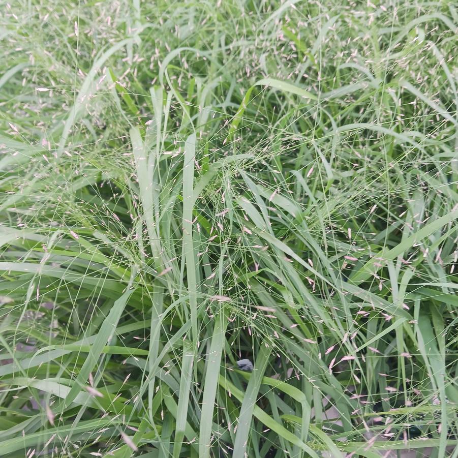 Eragrostis spectablilis 