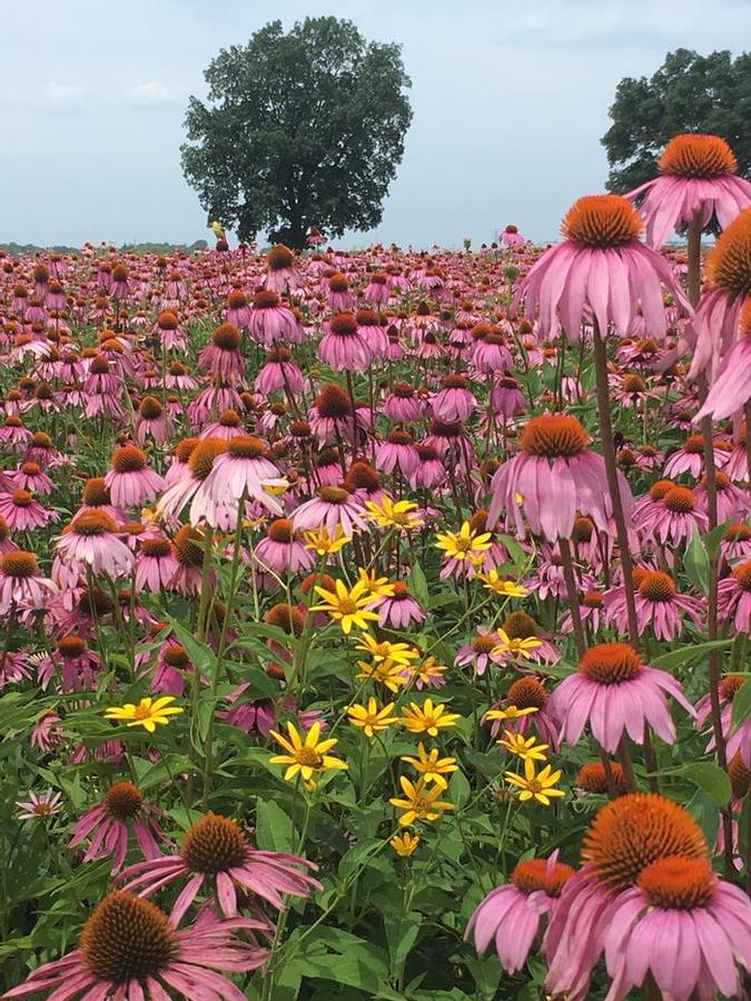 Echinacea purpurea 