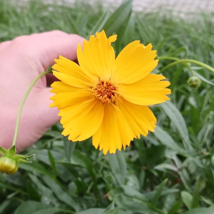 Coreopsis lanceolata 