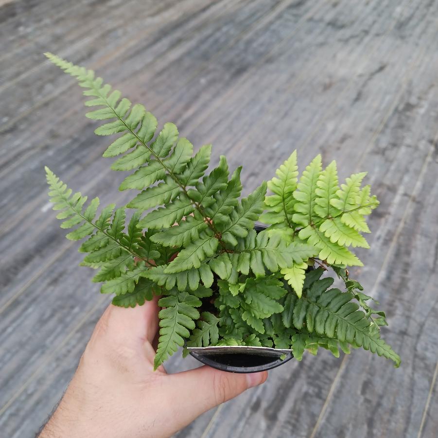 Dryopteris championii 