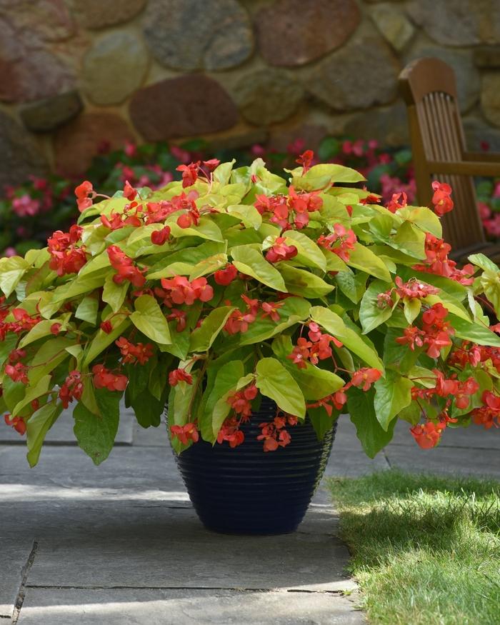 Begonia Canary Wings