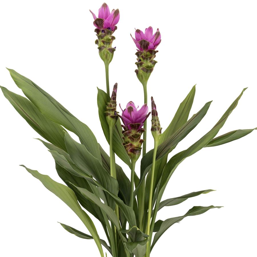 Curcuma Siam™ Shadow