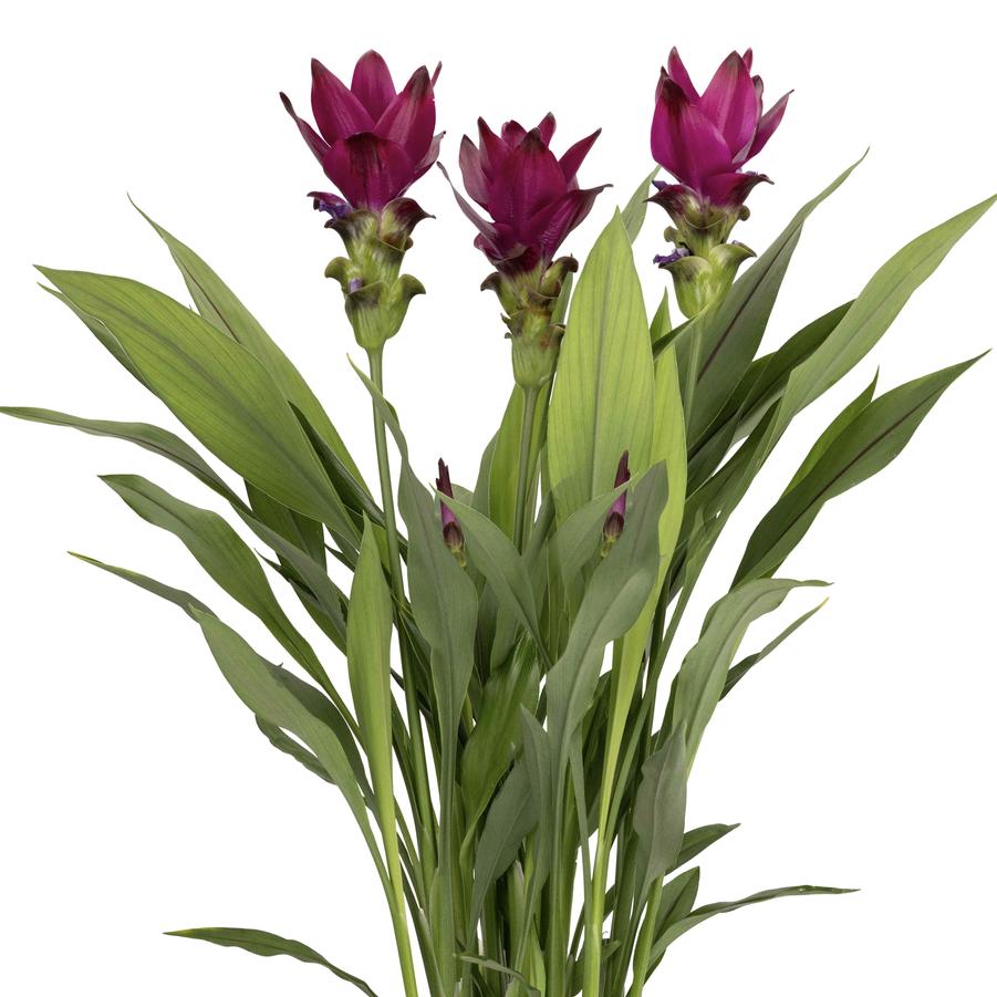 Curcuma Siam™ Skyline