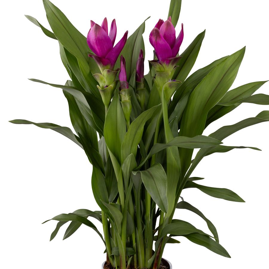 Curcuma Siam™ Sublime