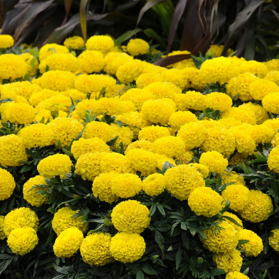 Marigold Taishan Yellow