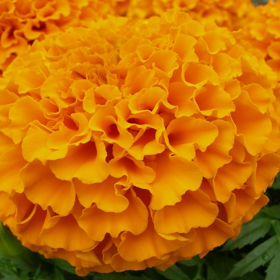 Marigold Taishan Orange