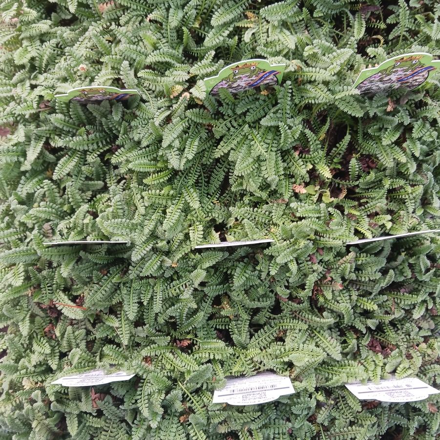 Leptinella squalida 