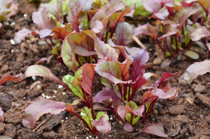Beta vulgaris Bull's Blood