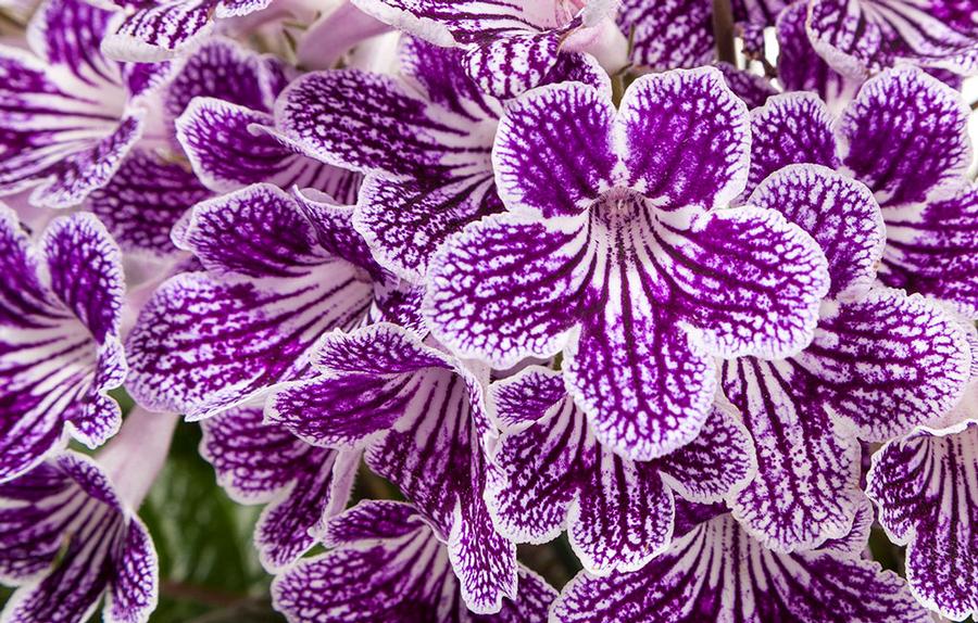 Streptocarpus Ladyslippers Grape Ice