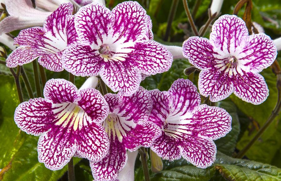 Streptocarpus Ladyslippers Strawberry Ice