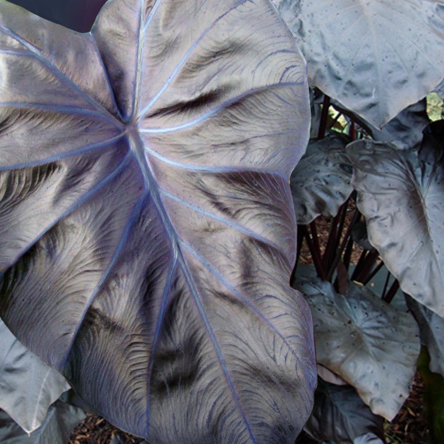 Colocasia esculenta Royal Hawaiian® Black Coral