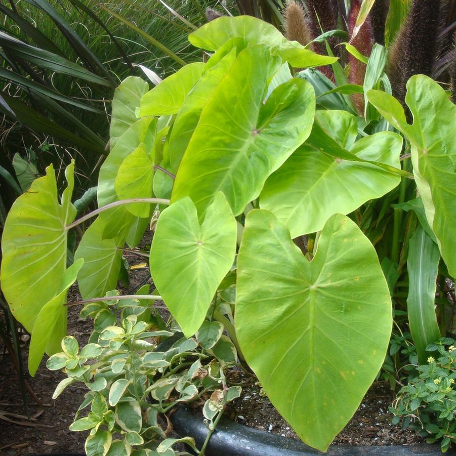 Colocasia esculenta Royal Hawaiian® Maui Gold