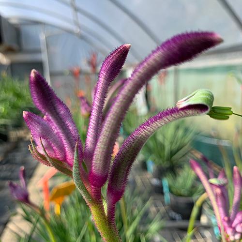 Anigozanthos Celebrations® Carnival