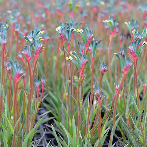 Anigozanthos Celebrations® Fireworks