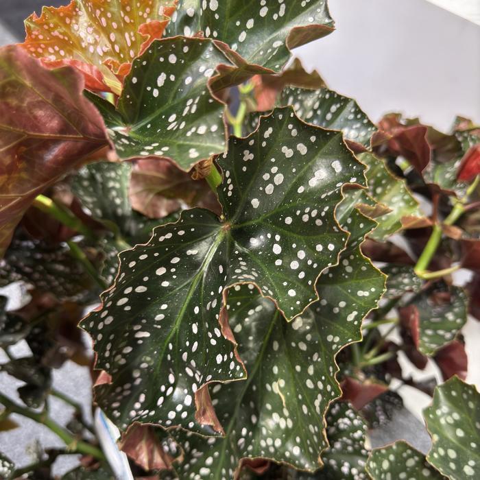 Begonia Cracklin Rosie