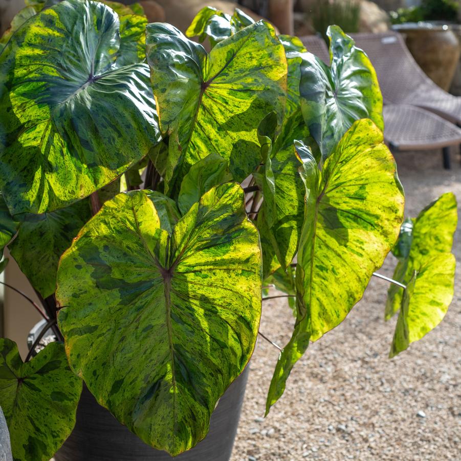 Colocasia Royal Hawaiian® Tropical Paradise