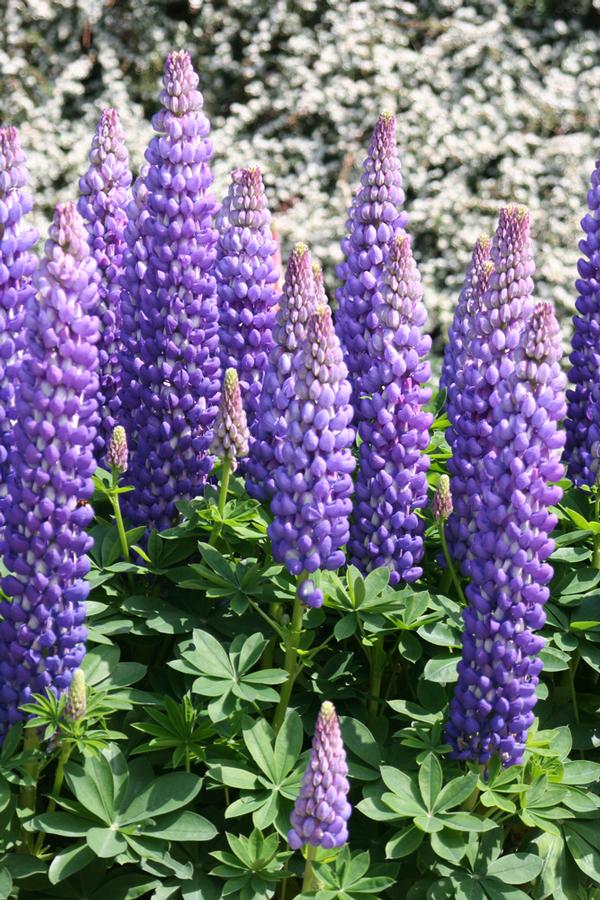 Lupinus polyphyllus Westcountry&trade; Persian Slipper