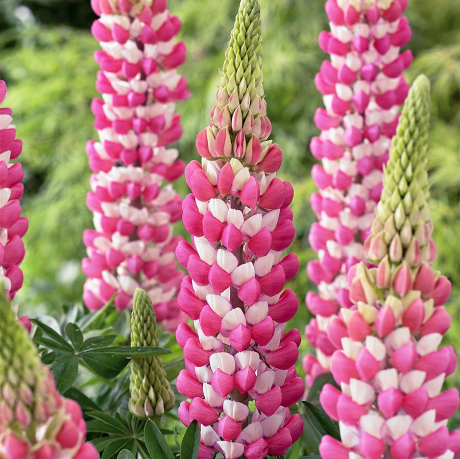 Lupinus polyphyllus Westcountry&trade; Rachel de Thame