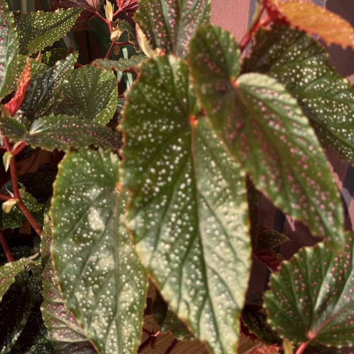 Begonia maculata Pink Spot