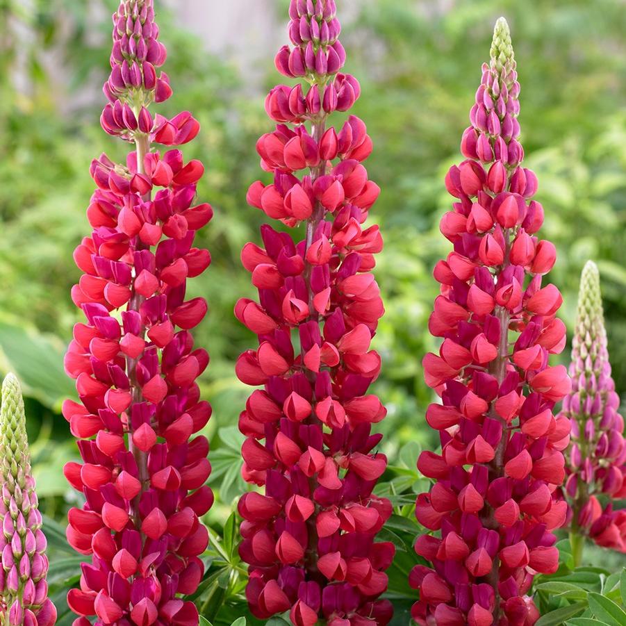 Lupinus polyphyllus Westcountry&trade; Red Rum