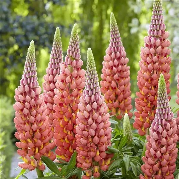 Lupinus polyphyllus Westcountry&trade; Towering Inferno