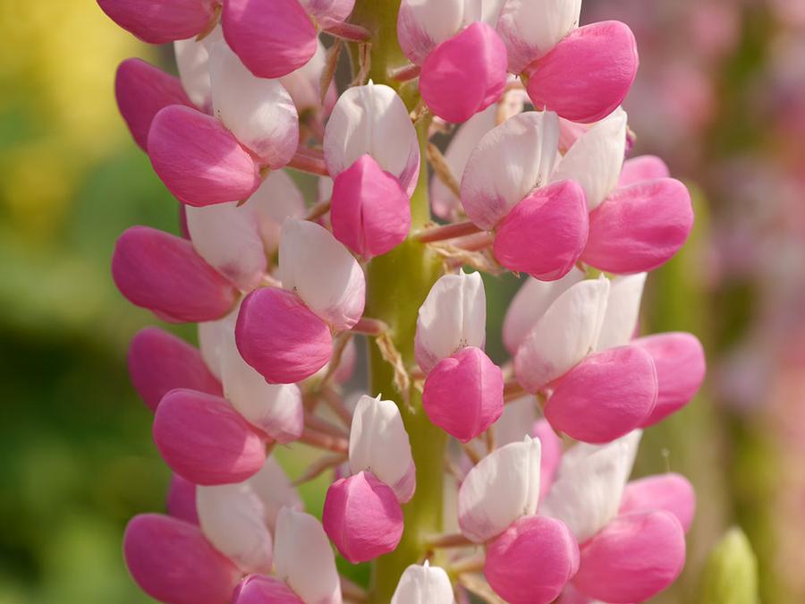 Lupine polyphyllus Staircase&trade; Rose & White