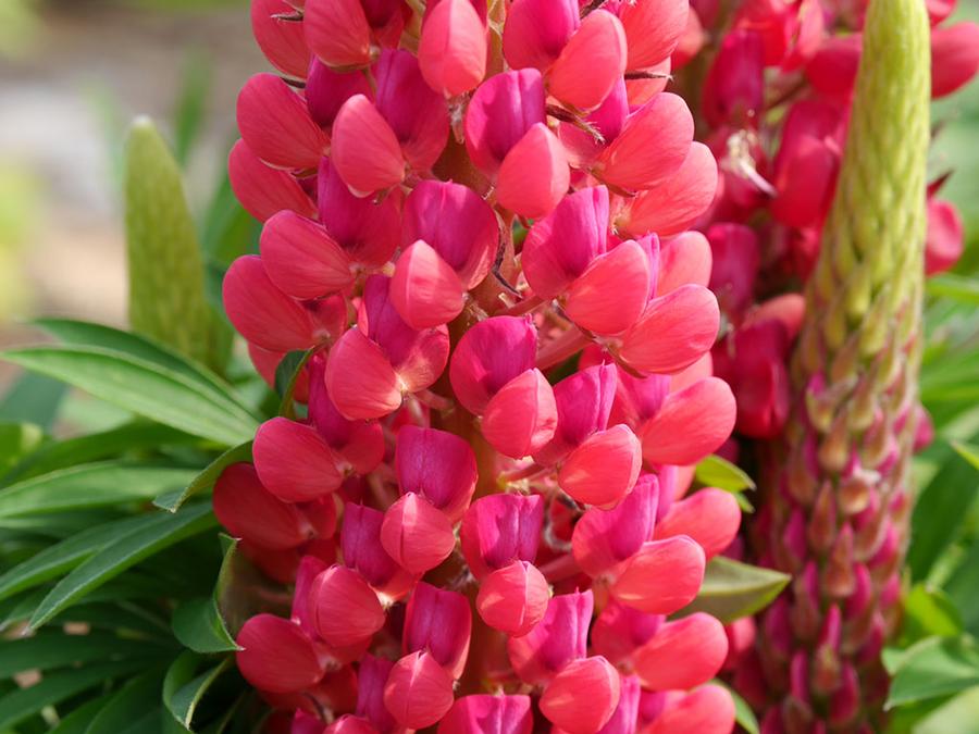 Lupine polyphyllus Staircase&trade; Red