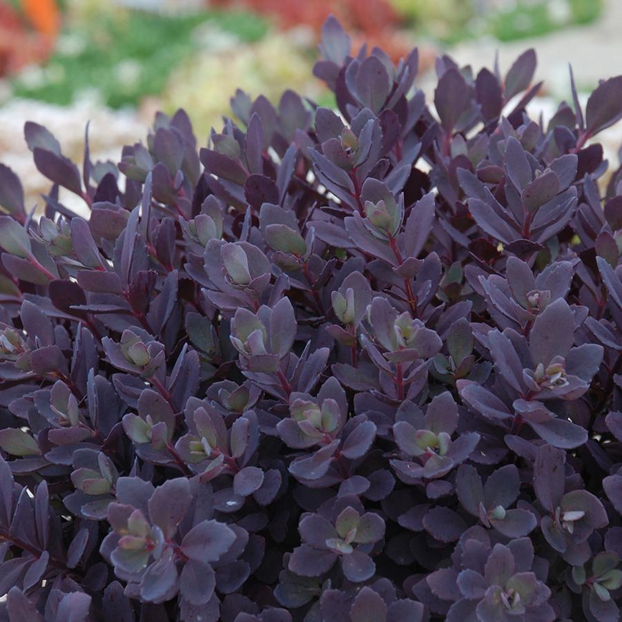 Sedum Sunsparkler&reg; Plum Dazzled