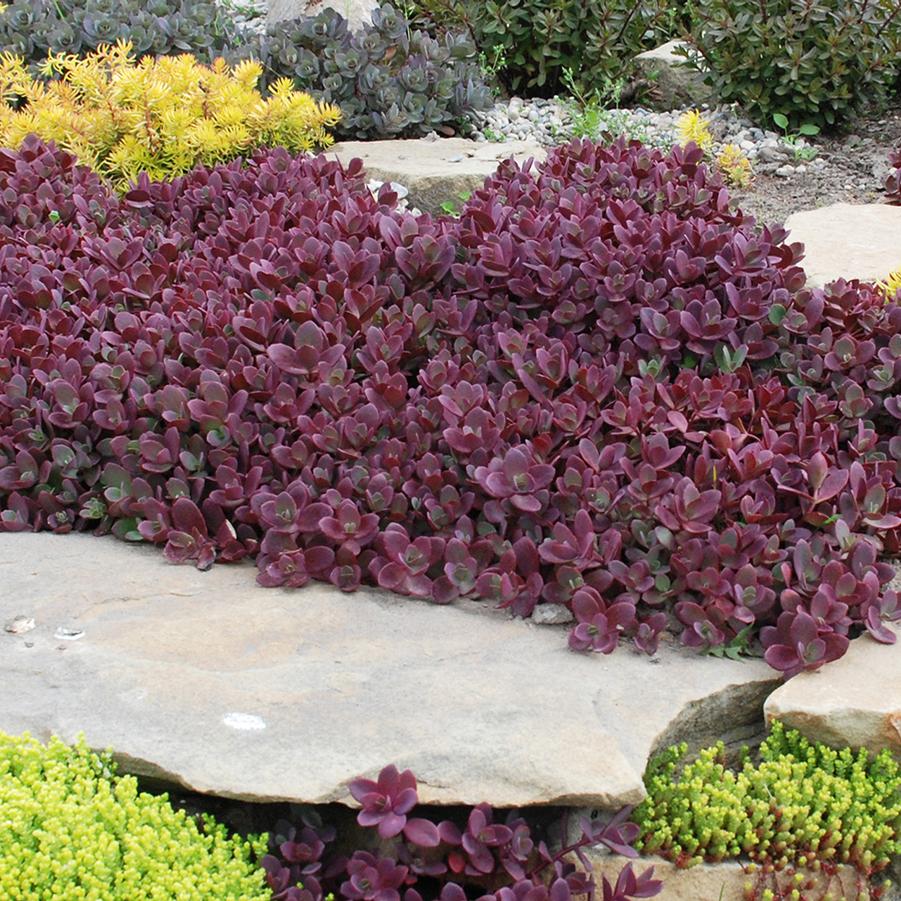 Sedum Sunsparkler&reg; Firecracker