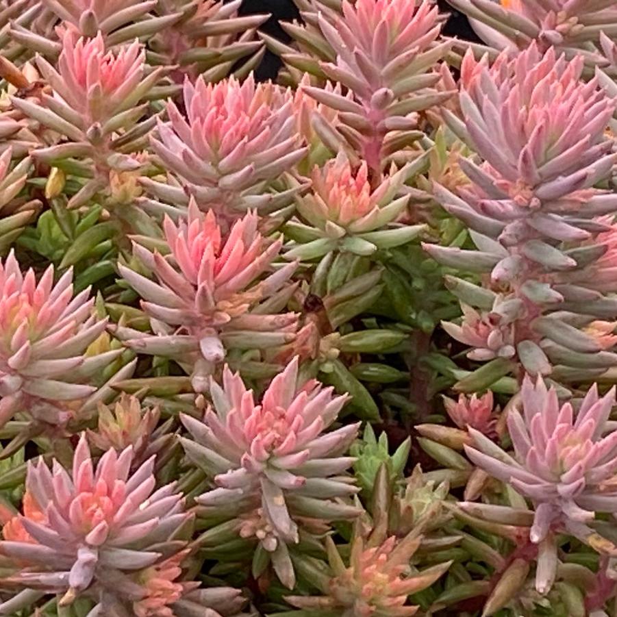 Sedum Tight And Tidy Pink Angelina